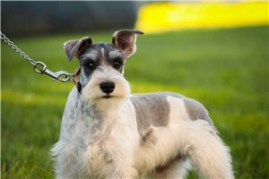Murphy - Miniature Schnauzer for sale