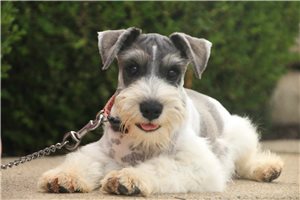 Murphy - Miniature Schnauzer for sale