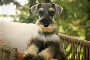 Maisey - Miniature Schnauzer for sale