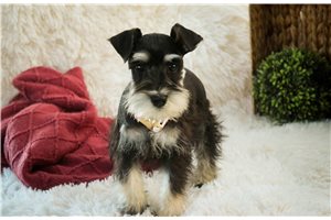 Tamara - Schnauzer, Miniature for sale