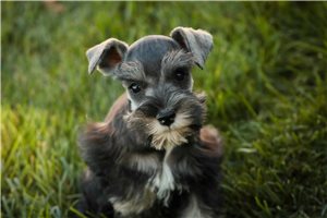 Olivia - Miniature Schnauzer for sale