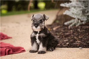 Odette - Miniature Schnauzer for sale