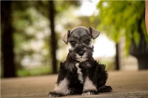 Olivia - Miniature Schnauzer for sale