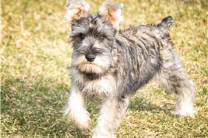 Dana - Schnauzer, Miniature for sale