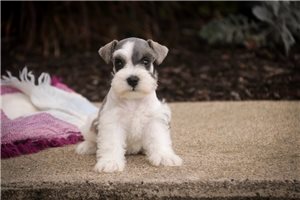 Oceana - Miniature Schnauzer for sale