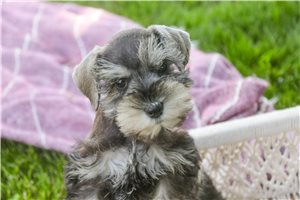 Marnie - Schnauzer, Miniature for sale