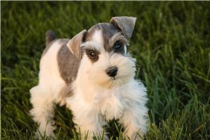 Oceana - Miniature Schnauzer for sale