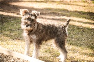 Darla - Schnauzer, Miniature for sale