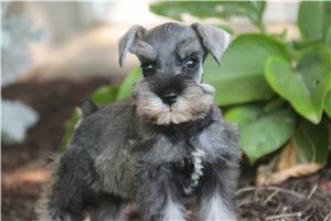 Maisey - Schnauzer, Miniature for sale
