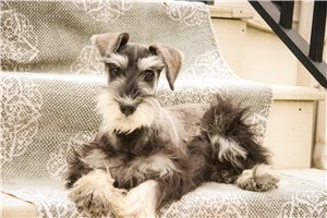 Jessie - Schnauzer, Miniature for sale