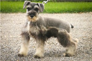 Magnum - Miniature Schnauzer for sale