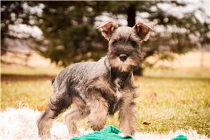 Darris - puppy for sale