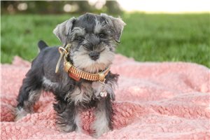 Martha - Schnauzer, Miniature for sale