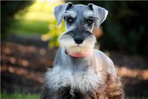 Miriam - Miniature Schnauzer for sale