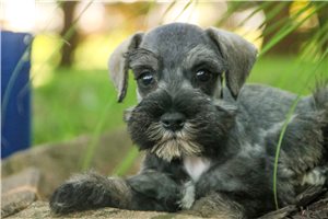 Maximus - Schnauzer, Miniature for sale