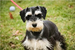 Vinny - Schnauzer, Miniature for sale