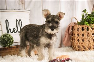 Dana - Schnauzer, Miniature for sale