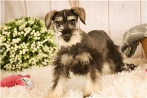 Jessie - Schnauzer, Miniature for sale