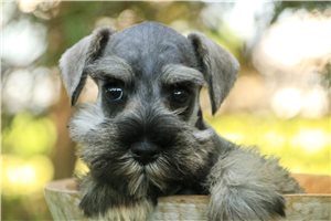 Miriam - puppy for sale