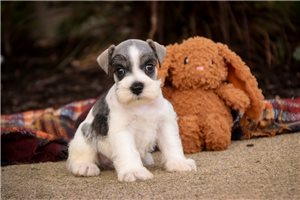 Orlando - Miniature Schnauzer for sale