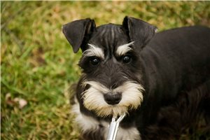 Tiana - Schnauzer, Miniature for sale