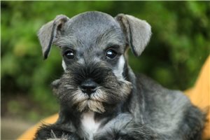 Magnum - Schnauzer, Miniature for sale