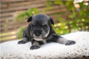 Odette - Schnauzer, Miniature for sale