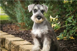 Miriam - Miniature Schnauzer for sale