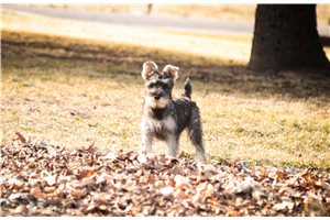 Dana - Schnauzer, Miniature for sale