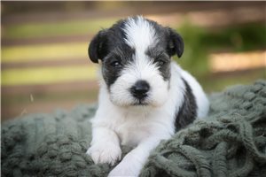 Orlando - Schnauzer, Miniature for sale