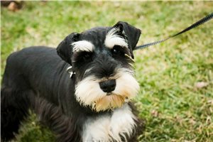 Victor - Schnauzer, Miniature for sale