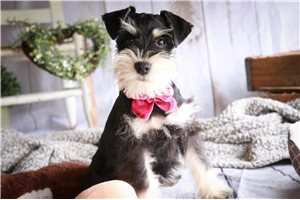 Brittany - puppy for sale