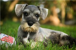 Magnum - Schnauzer, Miniature for sale