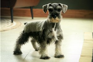 Magnum - Schnauzer, Miniature for sale