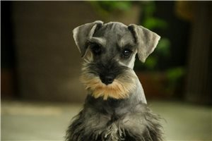 Maisey - Schnauzer, Miniature for sale