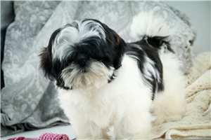 Yasmine - puppy for sale