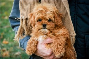 Brent - Shih-Poo - Shihpoo for sale