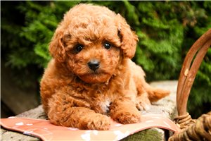 Brandy - puppy for sale