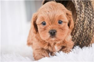 Jack - Shih-Poo - Shihpoo for sale