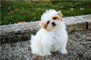 Basil - Shih-Poo - Shihpoo for sale