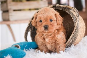 Jack - Shih-Poo - Shihpoo for sale
