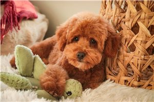 Brody - puppy for sale