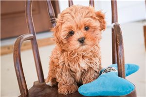 Jack - Shih-Poo - Shihpoo for sale