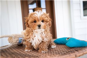 Jamison - Shih-Poo - Shihpoo for sale
