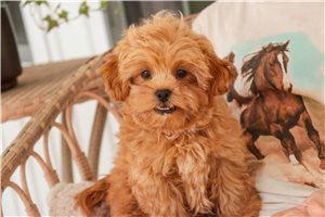 Jack - Shih-Poo - Shihpoo for sale