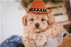 Jesse - Shih-Poo - Shihpoo for sale