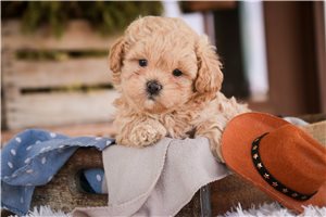 Jesse - Shih-Poo - Shihpoo for sale