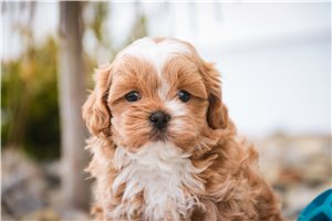 Jamison - Shih-Poo - Shihpoo for sale