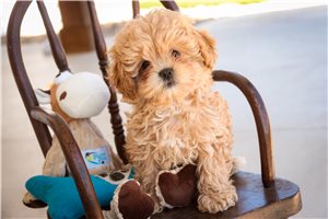 Jesse - Shih-Poo - Shihpoo for sale