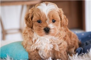 Jamison - Shih-Poo - Shihpoo for sale